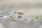 Western sandpiper feeding on seashore