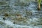Western sandpiper feeding in a swamp