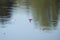 Western sandpiper flying at lakeside