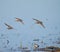 Western sandpiper flying at lakeside