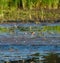 Western sandpiper flying at seashore