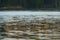 Western sandpiper flying at seashore