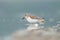 Western sandpiper resting at seaside beach