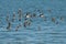 Western sandpipers flying over the lake.