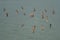 Western Sandpipers flying over the lake.