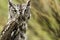 Western Screech Owl