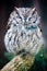 Western Screech Owl (lat. otus kennicotti)