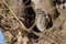 Western Screech Owl staring from nest