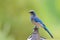 Western Scrub Jay