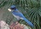 Western Scrub Jay