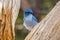 Western Scrub Jay