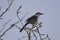 Western Scrub-Jay (Aphelocoma californica)