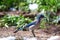 Western Scrub-Jay (Aphelocoma californica)