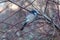 Western Scrub Jay Resting on Tree Branch