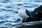 Western Seagull on Catalina Island