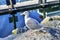 Western Seagulsl Granville Island Vancouver British Columbia Can