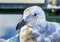 Western Seagulsl Granville Island Vancouver British Columbia Can