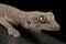 Western Shield Spiny-tailed Gecko Stropurus wellingtonae