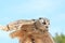 Western siberian eagle-owl