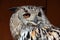 Western Siberian eagle-owl (Bubo bubo sibiricus).