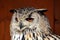 Western Siberian eagle-owl (Bubo bubo sibiricus).