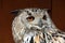 Western Siberian eagle-owl (Bubo bubo sibiricus).