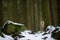 Western siberian eagle owl hidden behind tree trunk