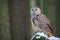 Western siberian eagle owl sitting on snowy rock