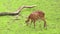 Western Sitatunga eating grass