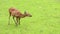 Western Sitatunga eating grass