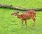 Western Sitatunga eating grass