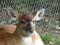 Western sitatunga looking out at the world