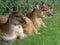 Western sitatunga looking out at the world