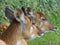 Western sitatunga looking out at the world