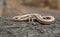 Western Skink Lizard, Coronado Skink Plestiodon skiltonianus interparietalis on log