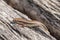 Western Skink Plestiodon skiltonianus basking in the sun.