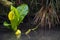 Western Skunk Cabbage