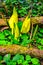 Western Skunk Cabbage Lysichiton americanus in a red alder grove, Olympic National Park, Washington
