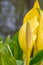 Western skunk-cabbage Lysichiton americanus, shiny yellow flower with spadix