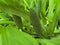Western skunk cabbage / Lysichiton americanus / Swamp lantern, American skunk-cabbage or Amerikanischer Stinktierkohl