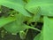 Western skunk cabbage / Lysichiton americanus / Swamp lantern, American skunk-cabbage or Amerikanischer Stinktierkohl