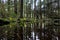 Western Skunk Cabbage or Swamp Lanterns in the wet rainforest