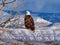 Western Slope Bald Eagle