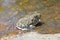 Western spadefoot toad Spea hammondii in creek