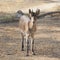 Western Spanish ibex (Capra pyrenaica victoriae)