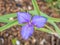 Western Spiderwort Flower