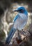 Western Srub Jay on Branch