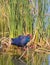 Western Swamphen