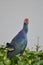 The western swamphen beautifel bird