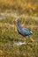 Western swamphen or Purple Moorhen or Porphyrio porphyrio bird closeup or portrait in winter season evening light at wetland of